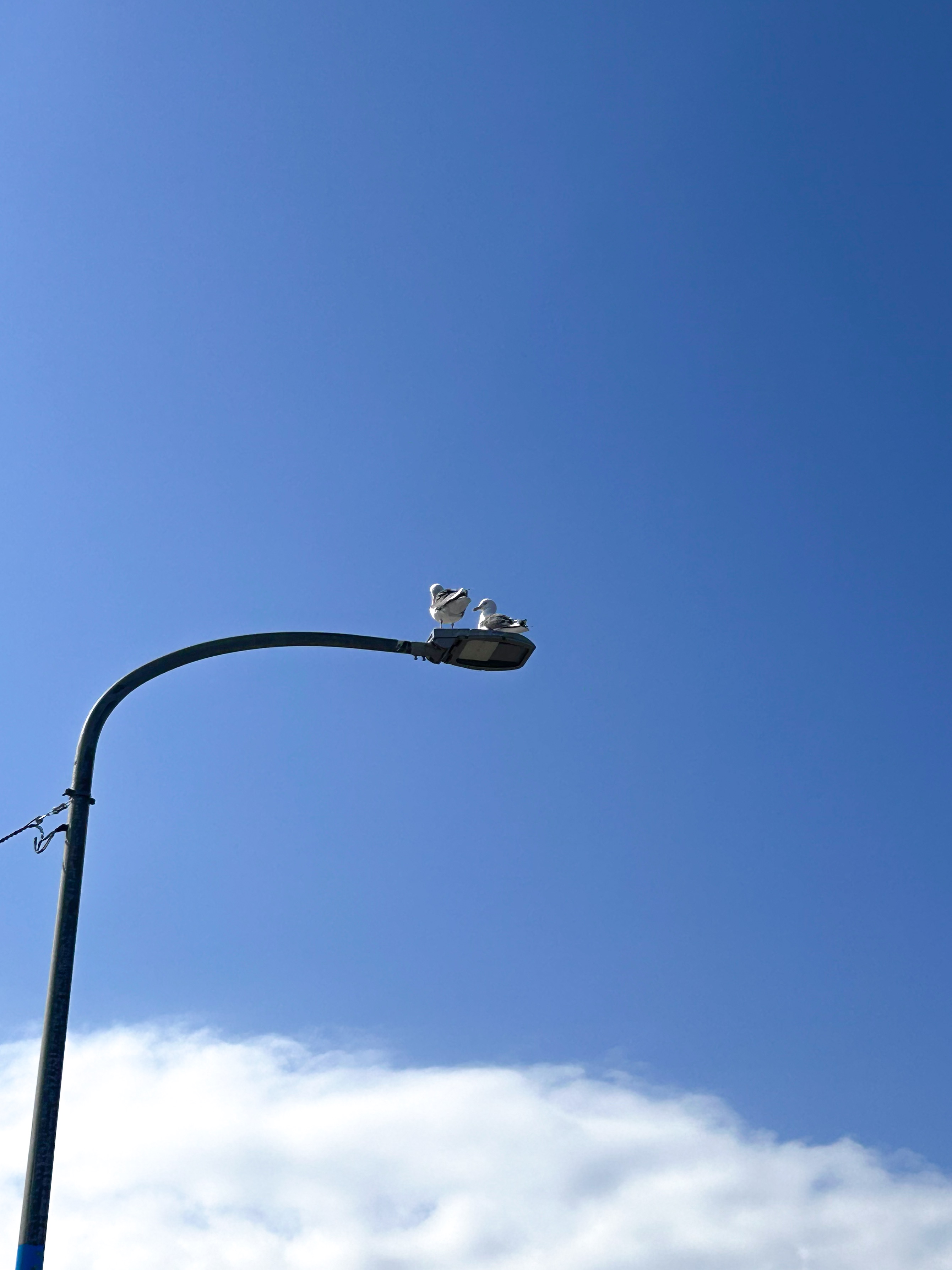 納沙布岬の鳥